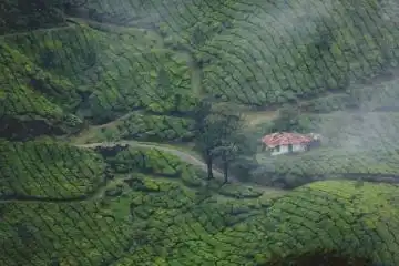 misty mountains of Munnar